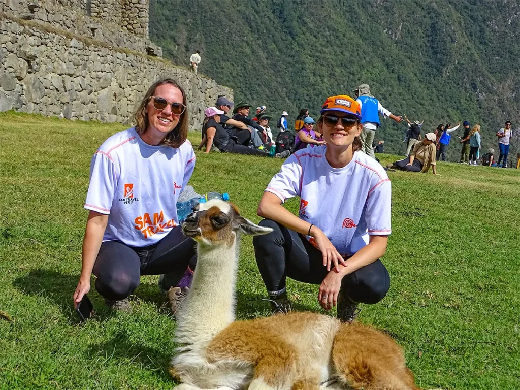 Machu Picchu with llamas