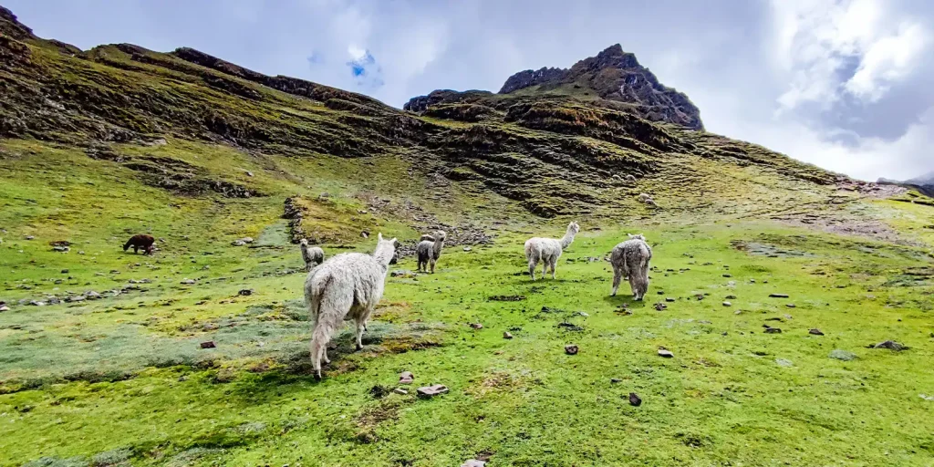 lares trek alpacas