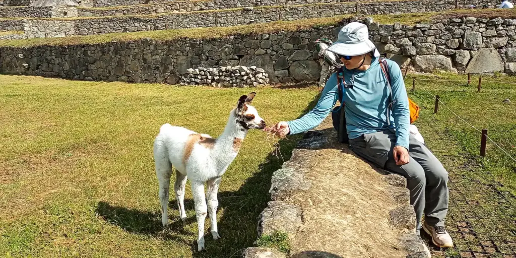 machu picchu llamas