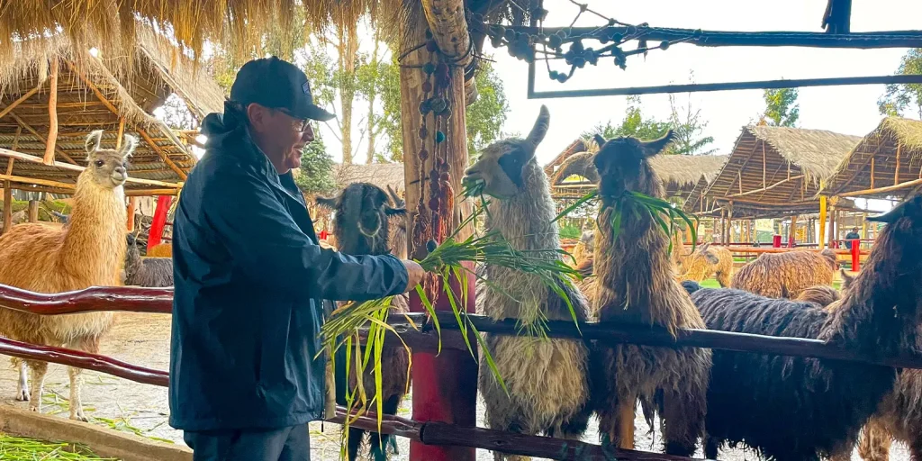 Llamas in Pisac - Sacred Valley Tour