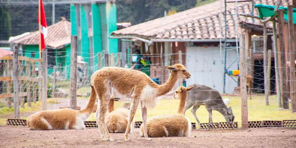 llamas rainbow mountain