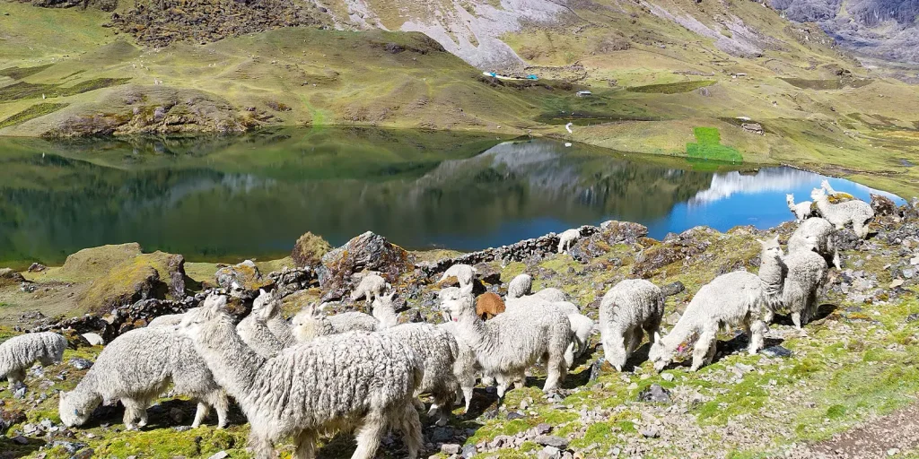 alpacas in lares trek