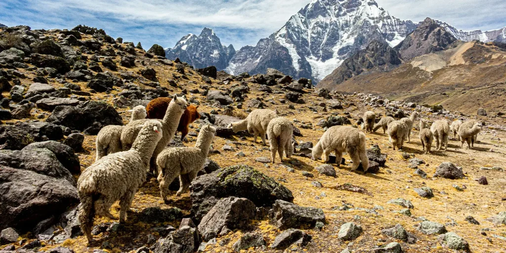 Apacas- Rainbow Mt + 7 lakes in Ausangate Trek