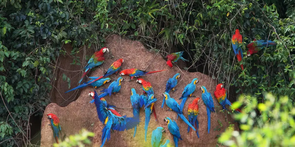 guacamayos tambopata reserve