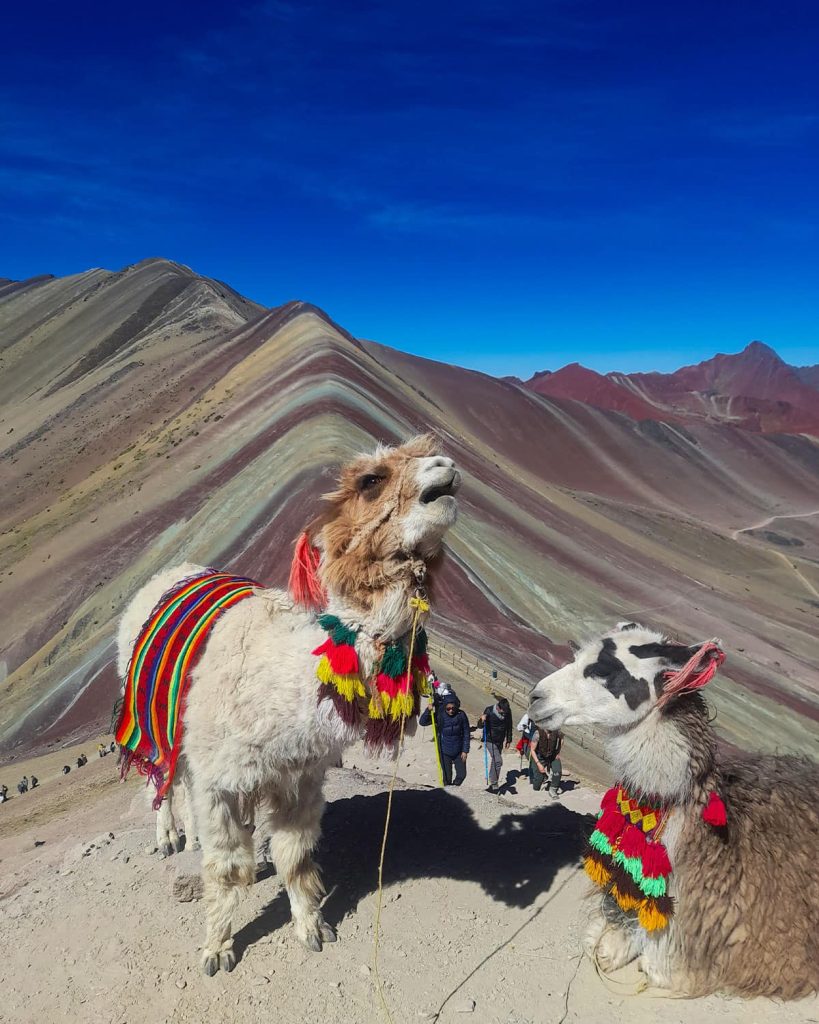  llamas on rainbow mountain