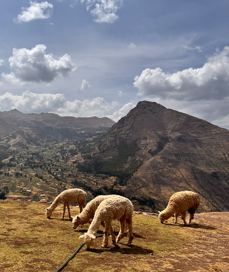 llamas  in sacred valley cusco